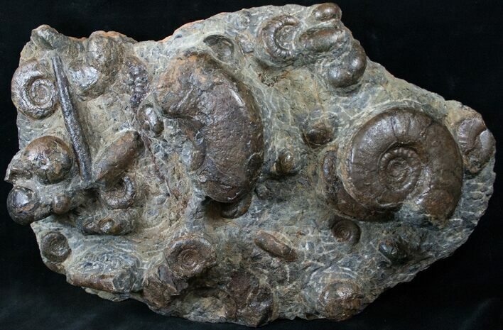 Plate of Devonian Ammonites From Morocco - #14311